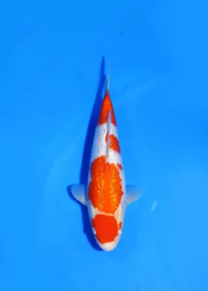 Ginrin Kohaku Hosokai Koi Farm Size 33 cm