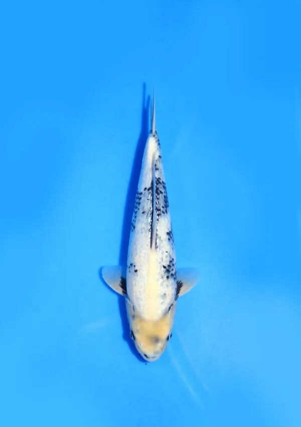Ginrin Shiro Omosako Koi Farm Size 35 cm