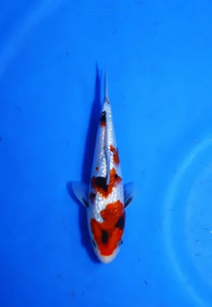 Ginrin Showa Nagoshi Koi Farm Size 20 cm