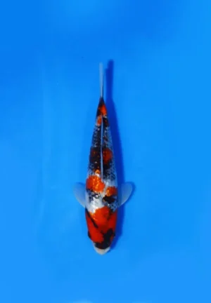 Ginrin Showa Taniguchi Koi Farm Size 25 cm