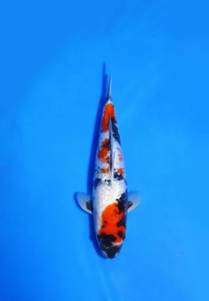 Ginrin Showa Taniguchi Koi Farm Size 33 cm