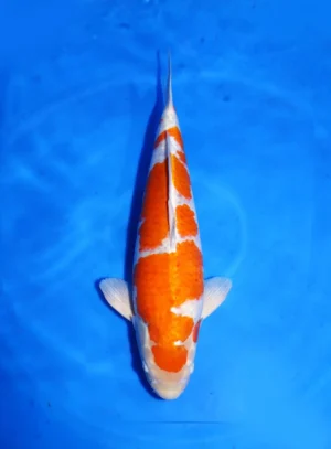 Goshiki Shigure Hosokai Koi Farm Size 58 cm