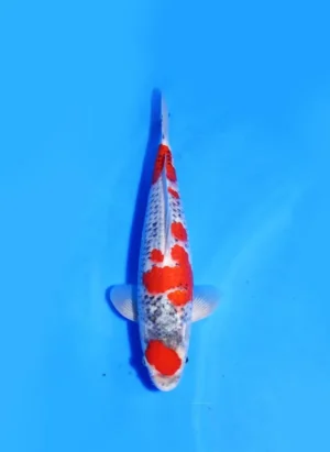 Goshiki Kawakami Koi Farm Size 36 cm
