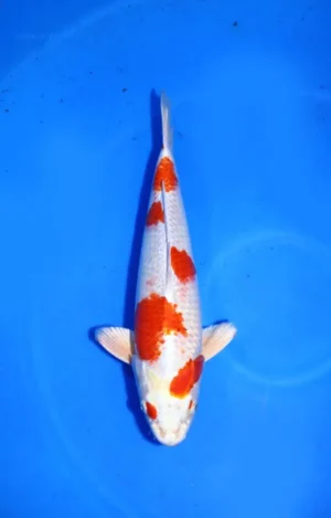 Hariwake Hosokai Koi Farm Size 45 cm