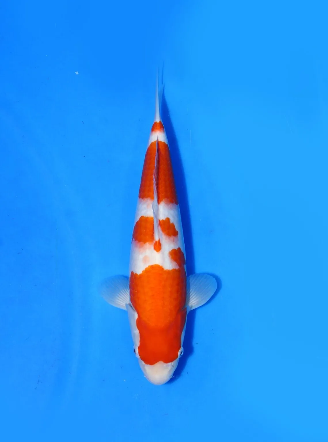 Kohaku Maruyama Koi Farm Size 35 bu
