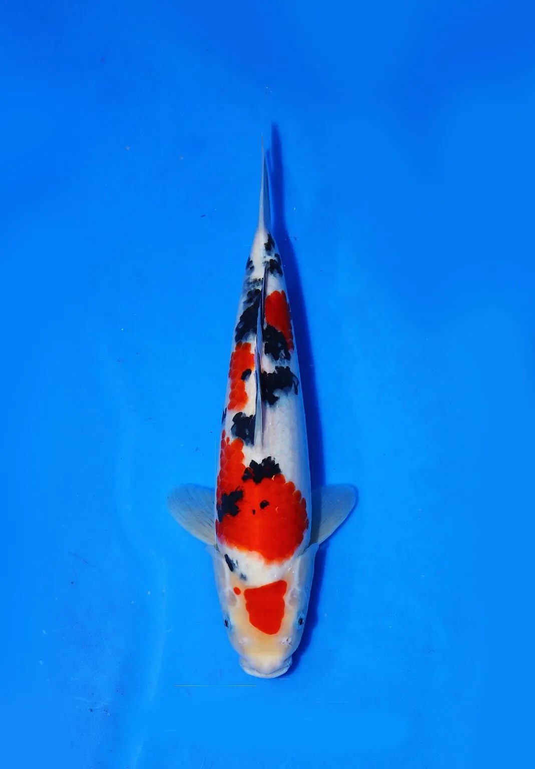 Sanke Marudo Koi Farm Size 35 bu