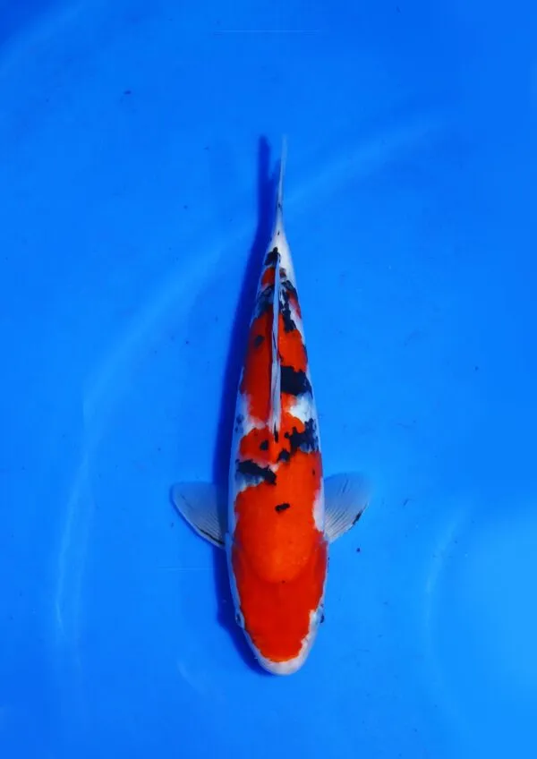 Sanke Marudo Koi Farm Size 33 cm