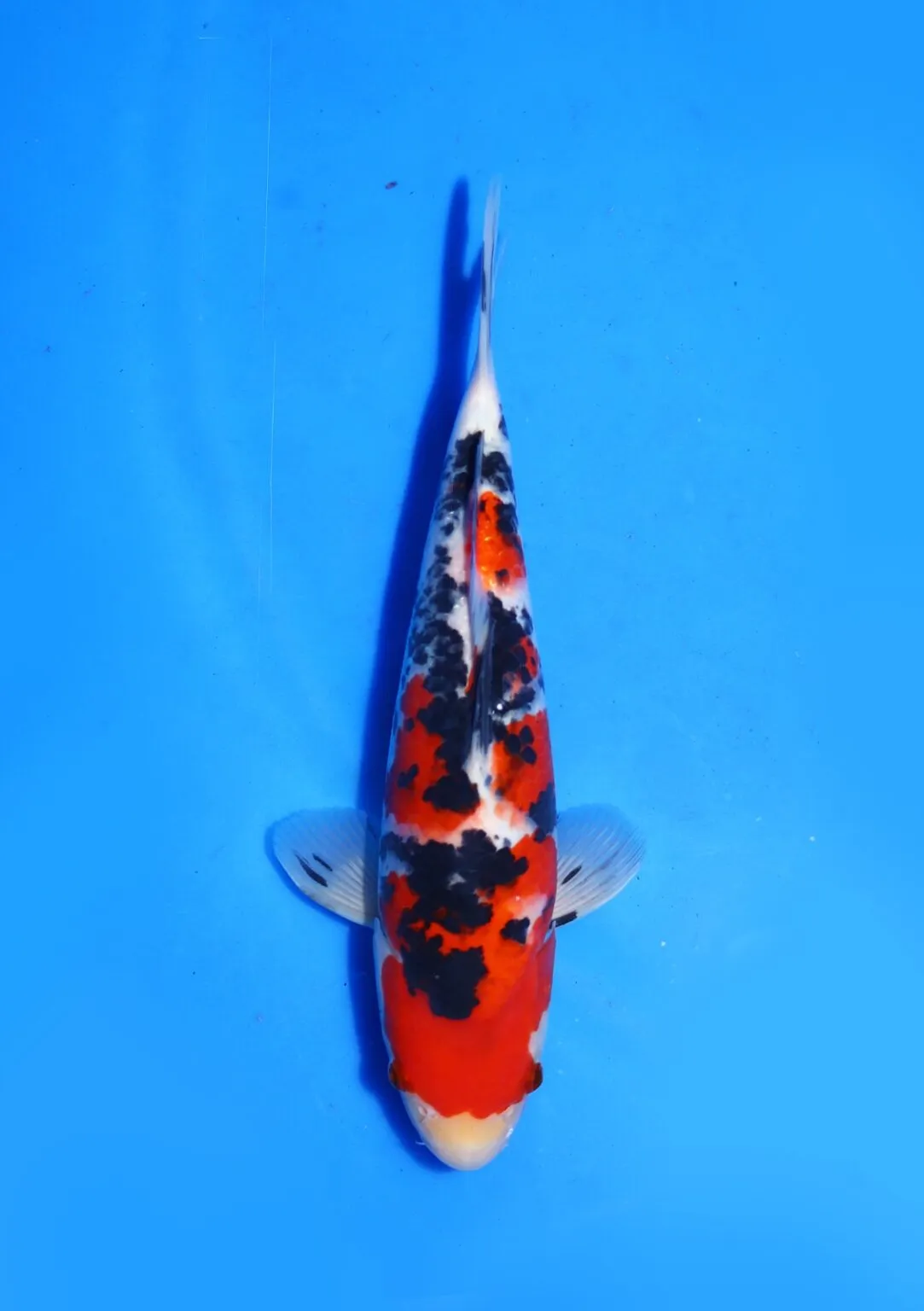 Sanke Marudo Koi Farm Size 30 cm