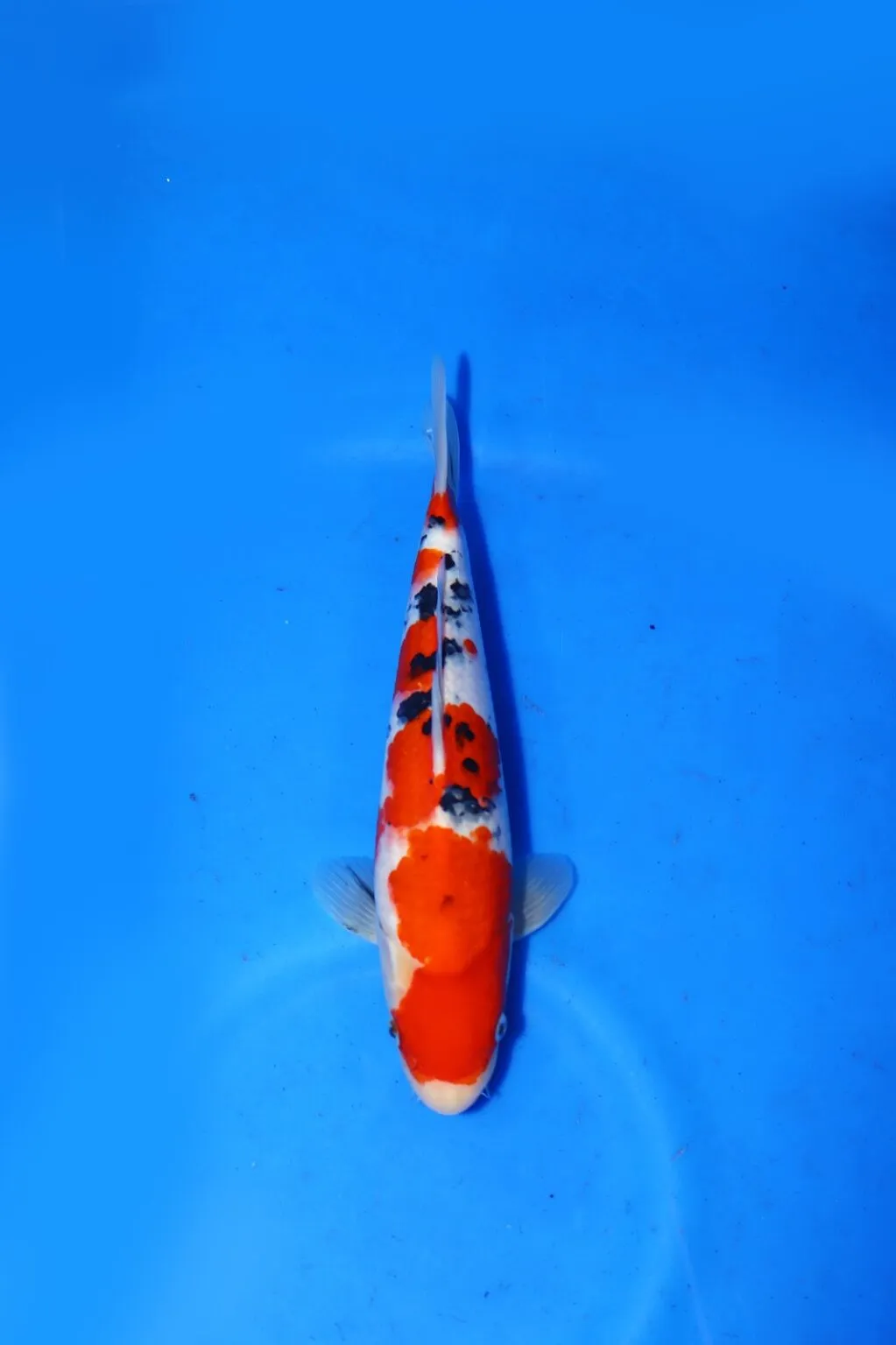 Sanke Marudo Koi Farm Size 32 cm