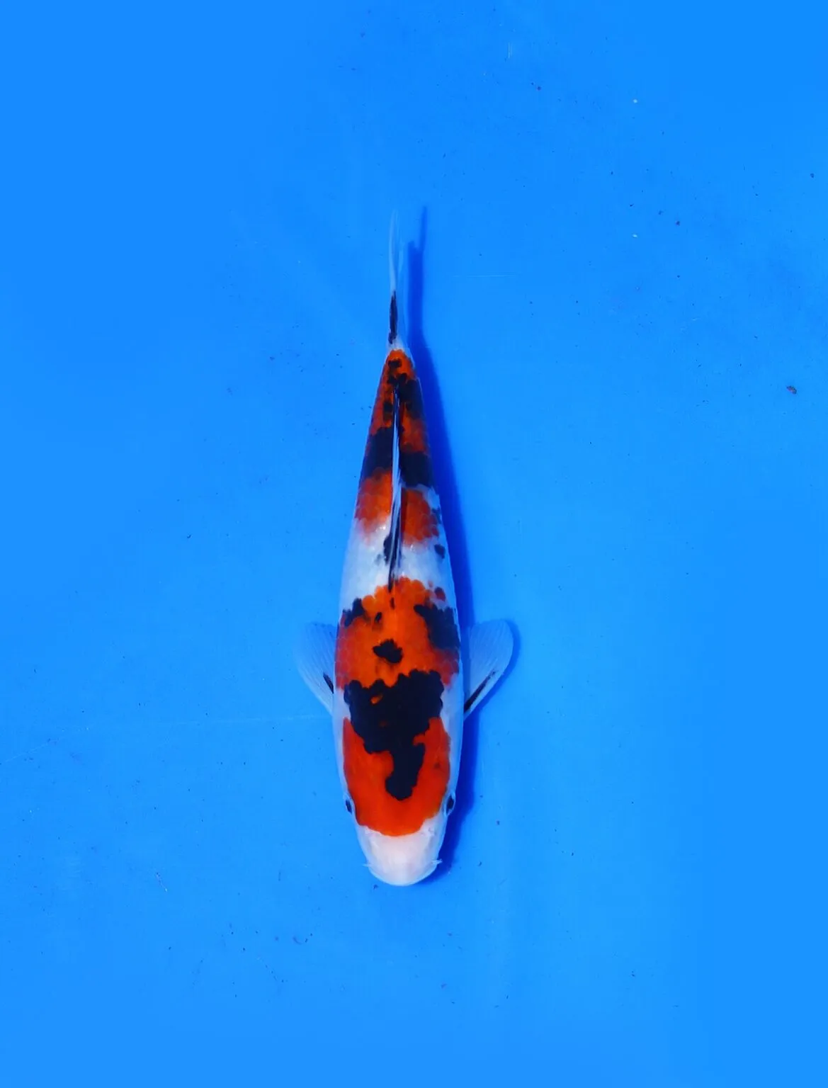 Sanke Nagoshi Koi Farm Size 25 cm