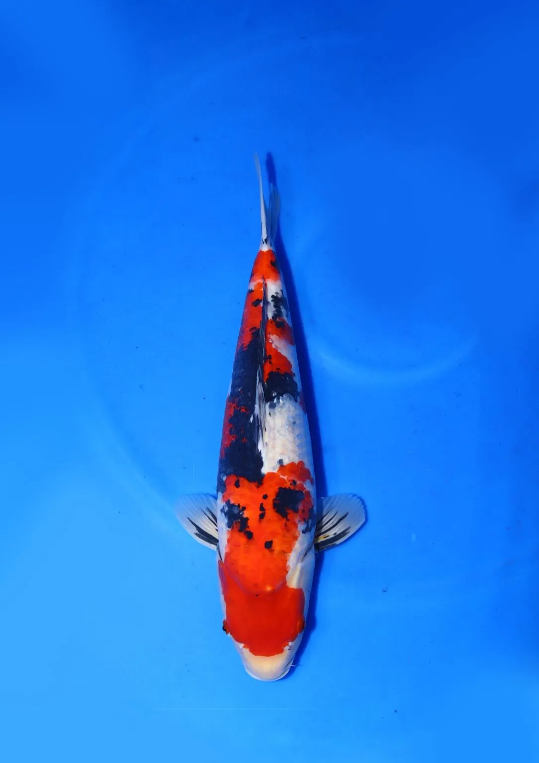 Sanke Marudo Koi Farm Size 55 cm