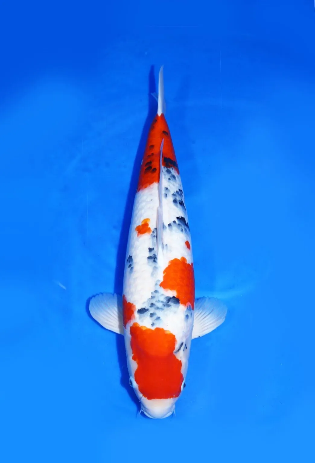 Sanke Marudo Koi Farm Size 67 cm