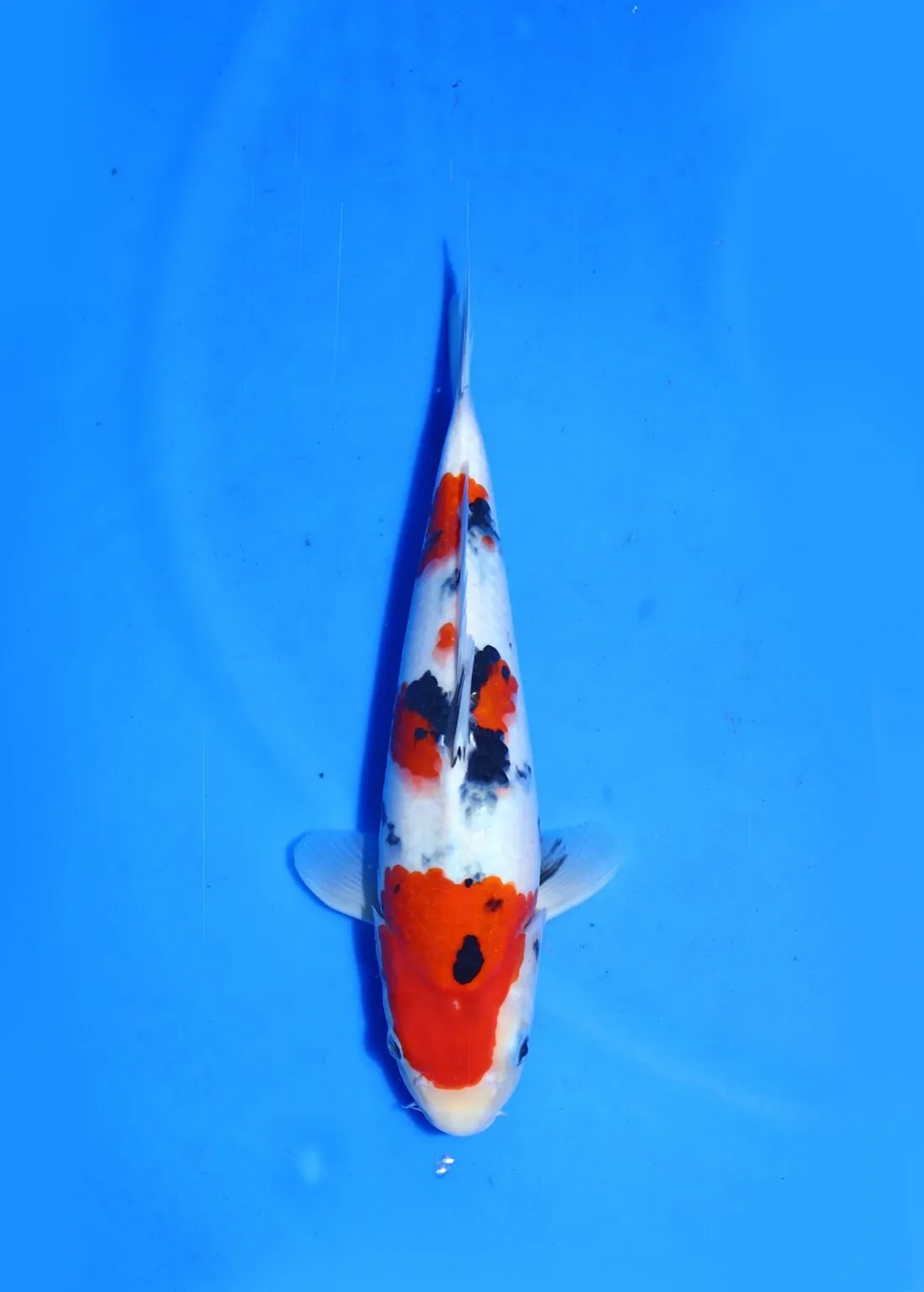 Sanke Marudo Koi Farm Size 35 Bu
