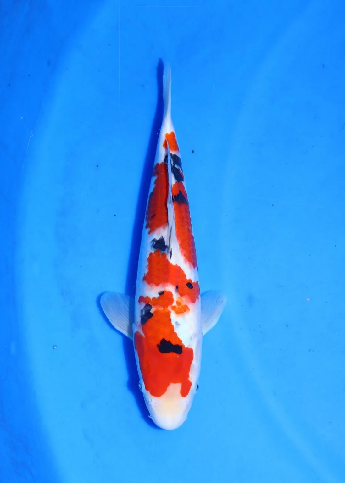 Sanke Marudo Koi Farm Size 35 bu