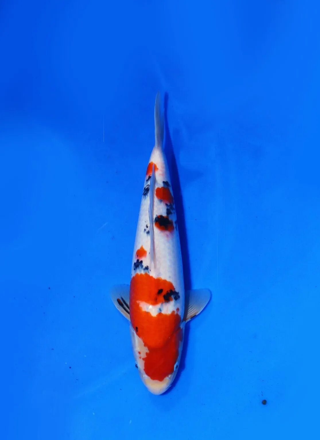 Sanke Marudo Koi Farm Size 43 cm