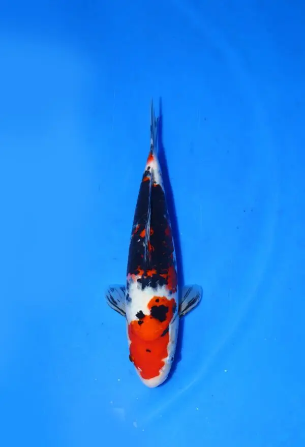 Sanke Marudo Koi Farm Size 35 bu