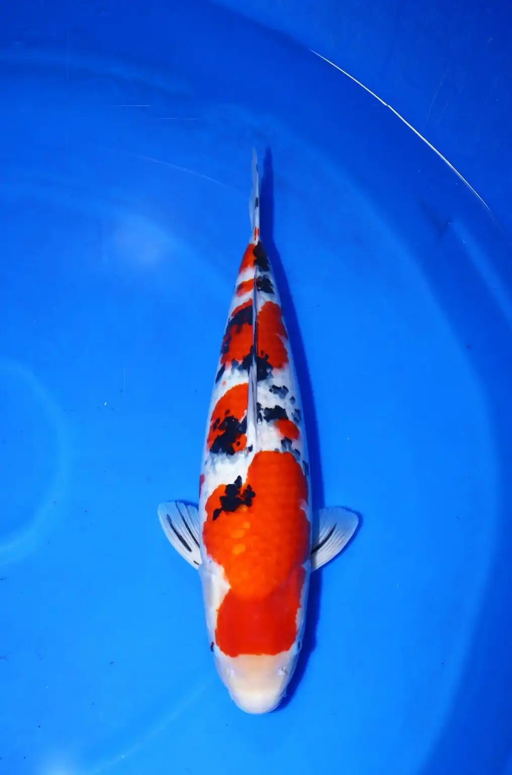Sanke Sekiguchi Koi Farm Size 60 cm Female
