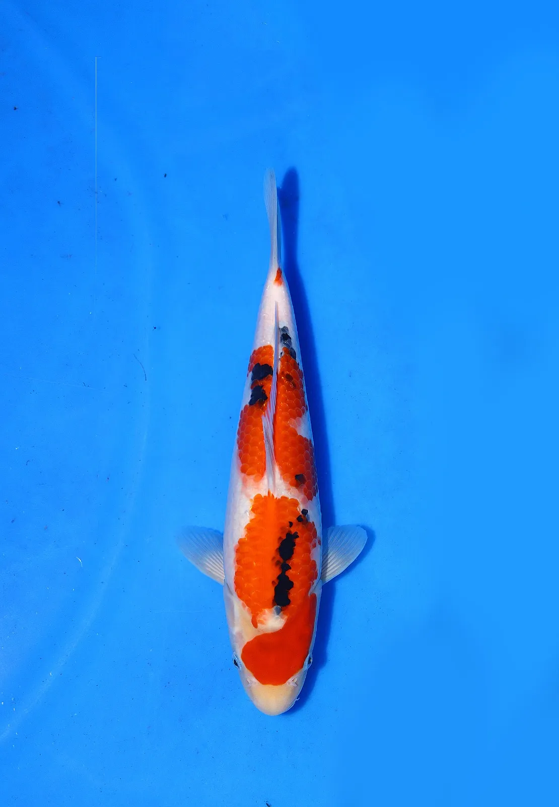 Sanke Marudo Koi Farm Size 33 cm