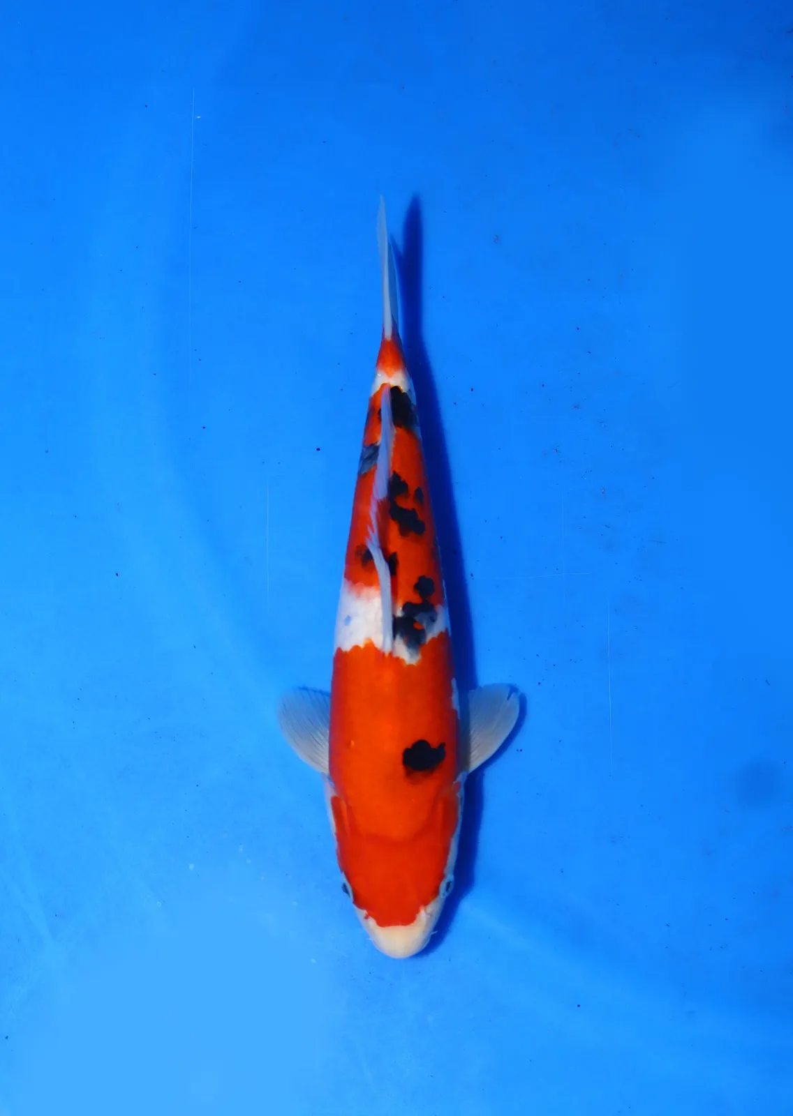Sanke Marudo Koi Farm Size 32 cm