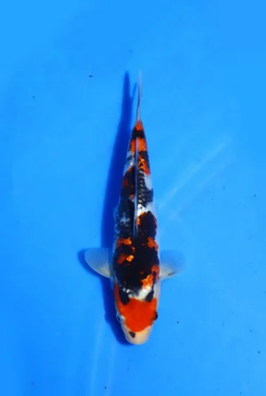 Ginrin Showa Kokai Koi Farm Size 24 cm