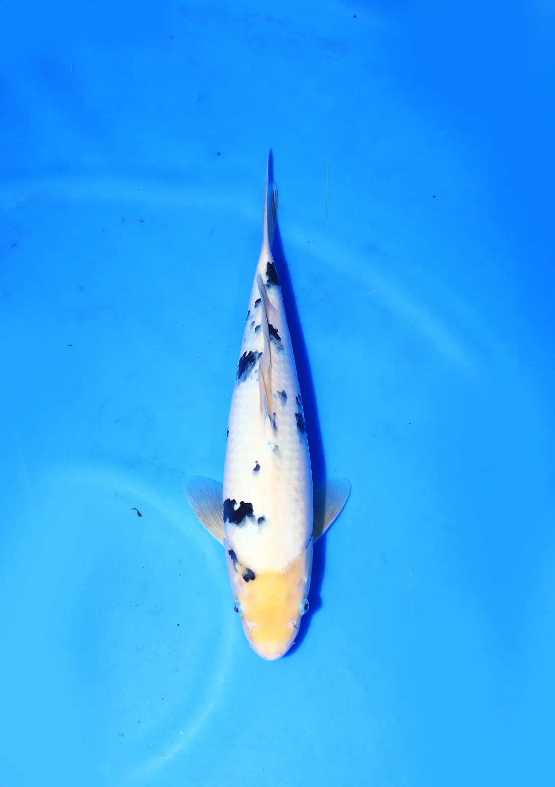 Shiro Hosokai Koi Farm Size 36 cm