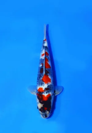 Showa Isa Koi Farm Size 33 cm Female