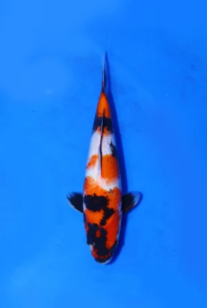 Showa Dainichi Koi Farm Size 37 cm