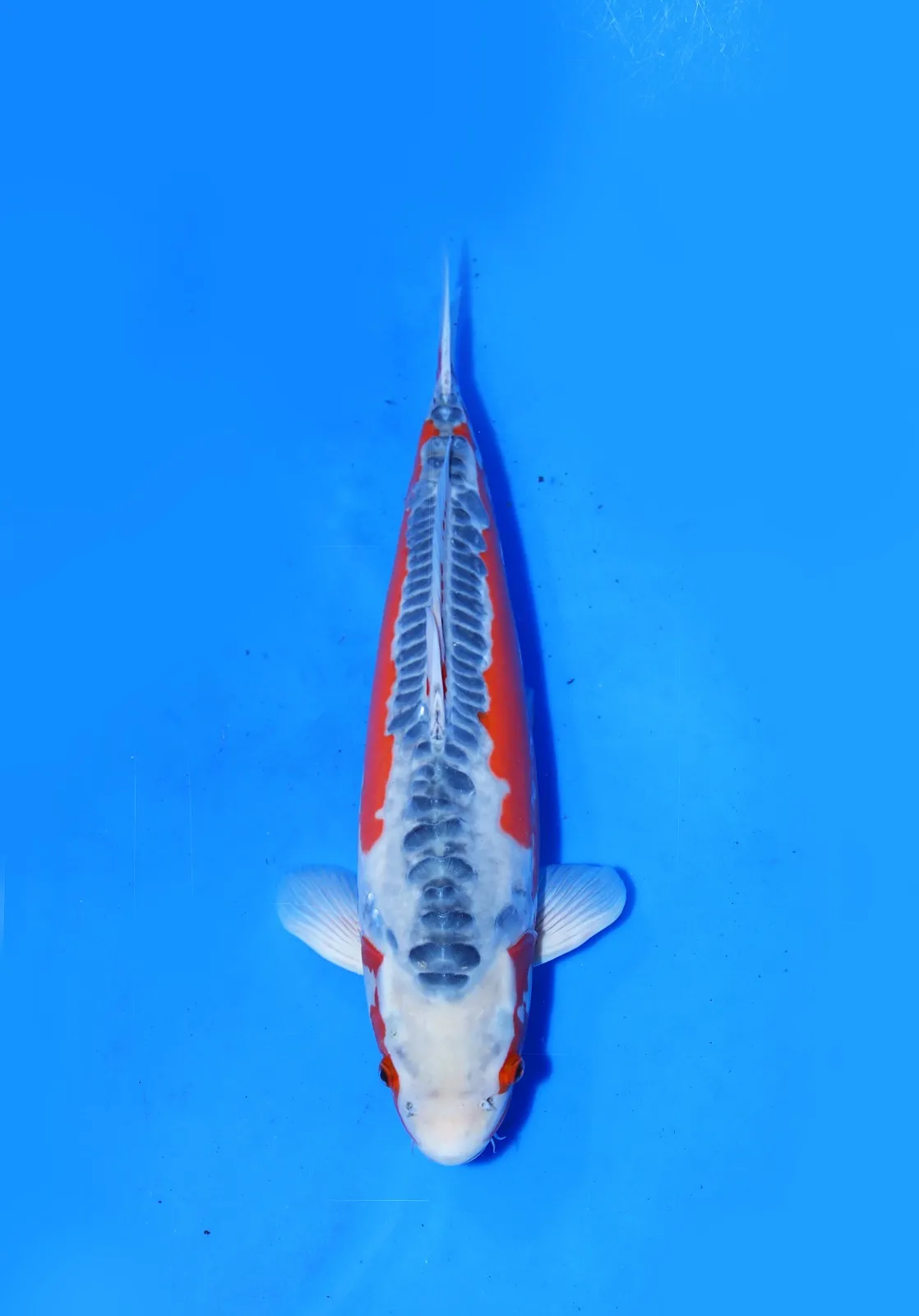 Shusui Kawakami Koi Farm Size 53 cm