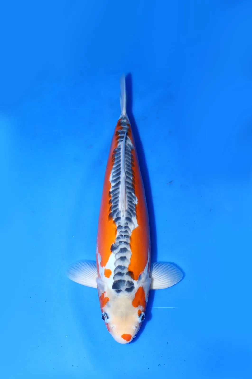 Shusui Yamaju Koi Farm Size 43 cm