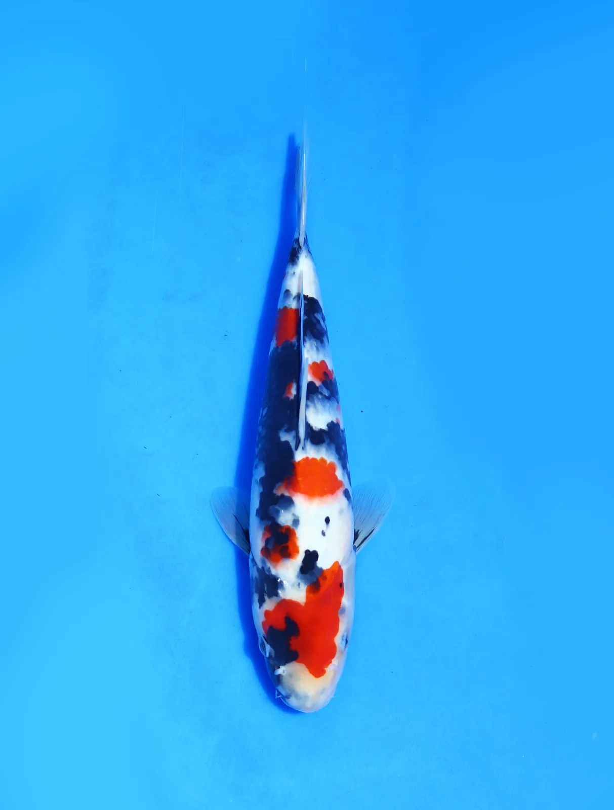 Showa Isa Koi Farm Size 28 cm