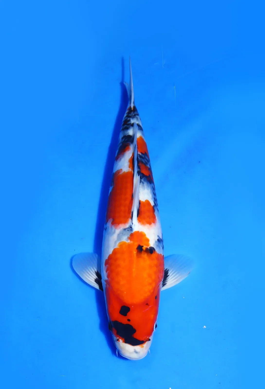 Showa Dainichi Koi Farm Size 40 cm