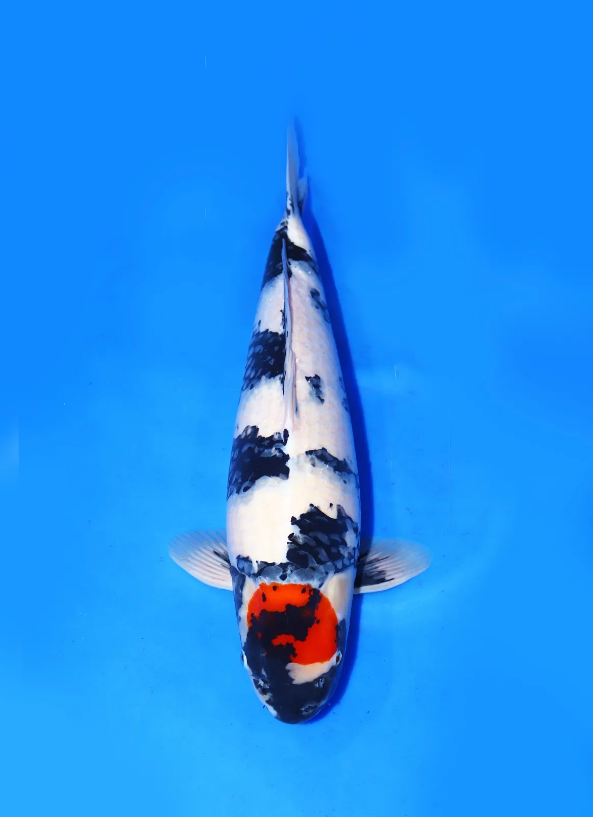 Tancho Showa Isa Koi Farm Size 55 cm Male