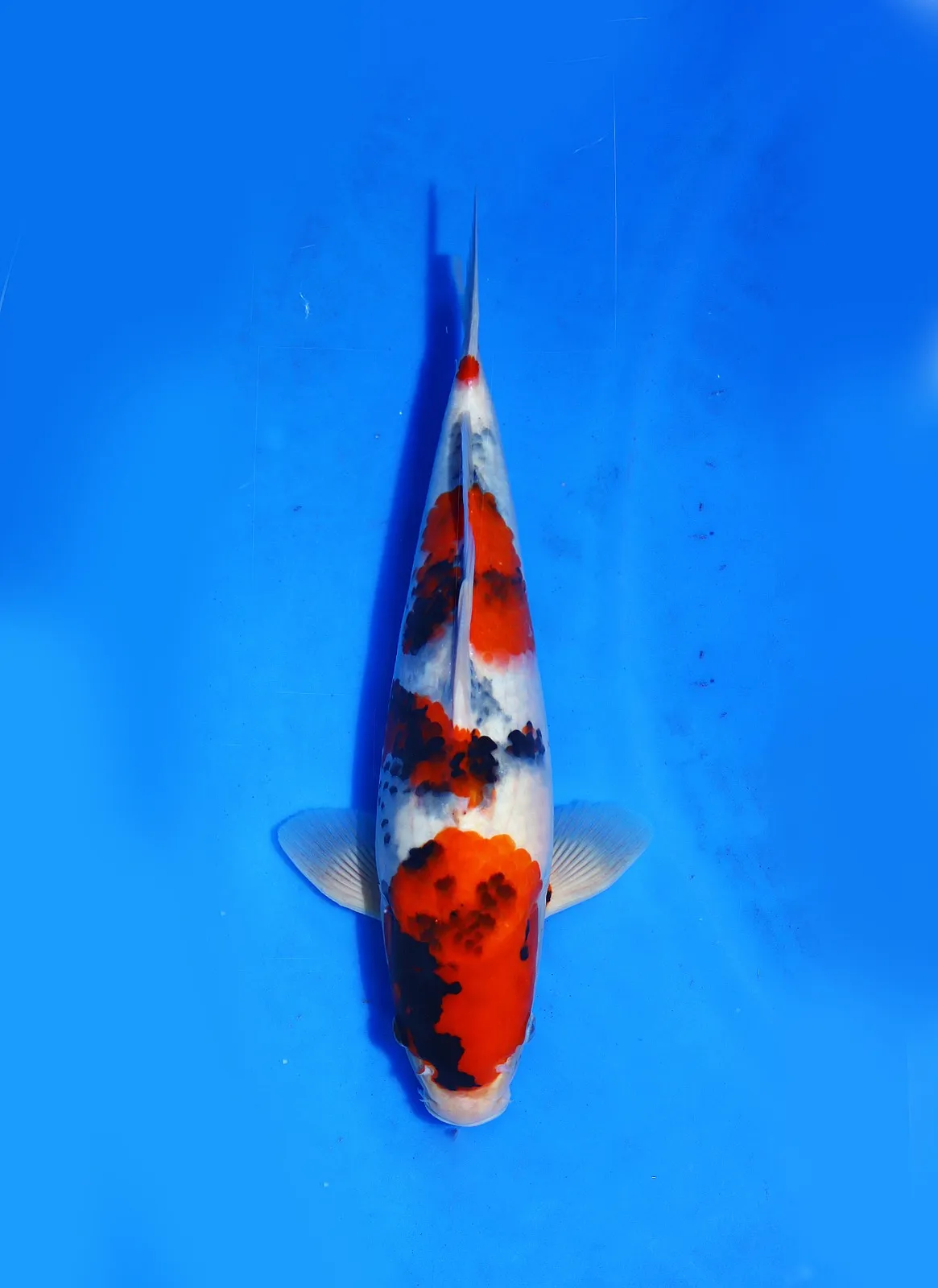 Showa Isa Koi Farm Size 38 cm