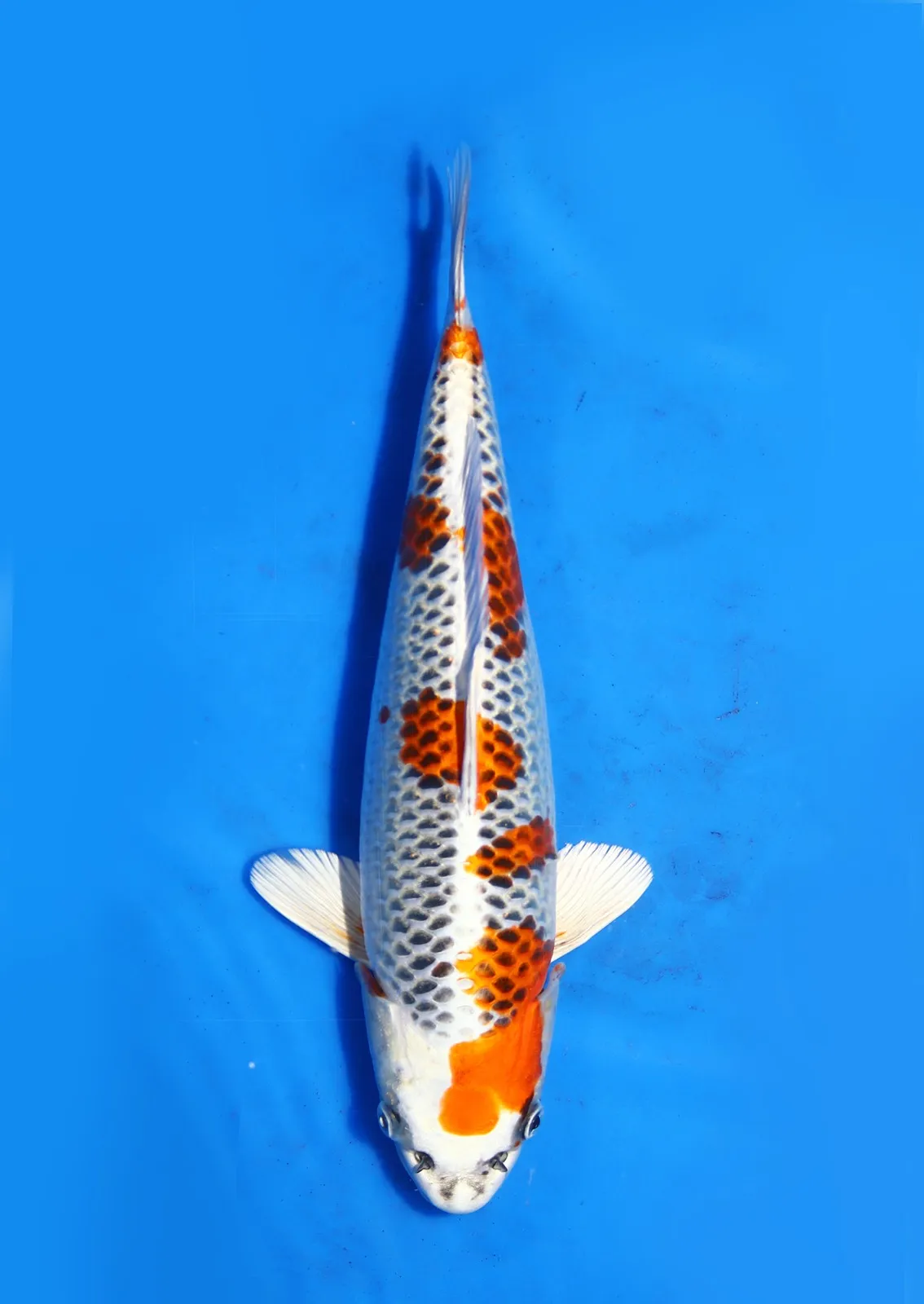 Kujaku Saito Koi Farm Size 35 cm