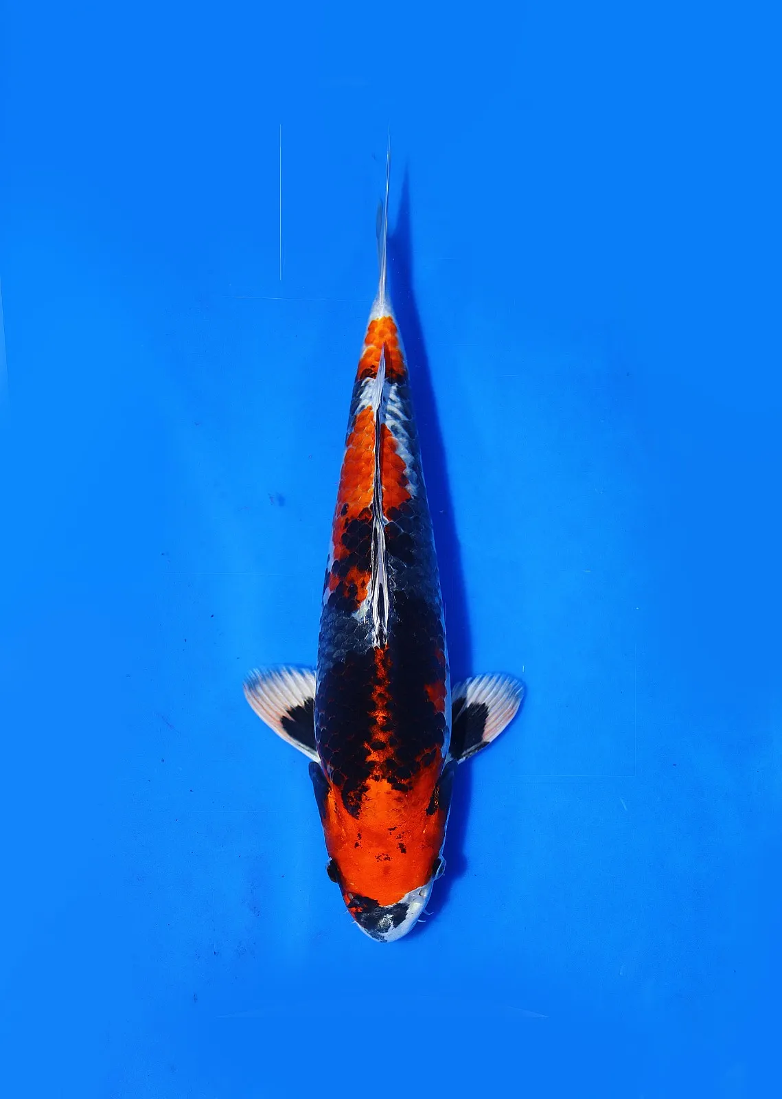 Kin Showa Hosokai Koi Farm Size 33 cm