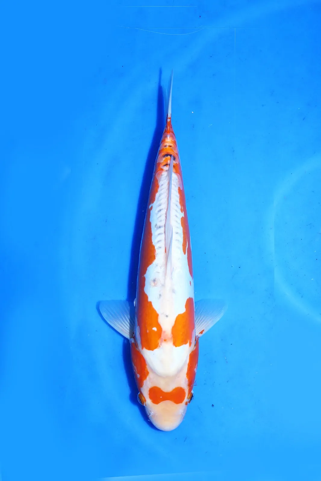 Kosui Hosokai Koi Farm Size 43 cm